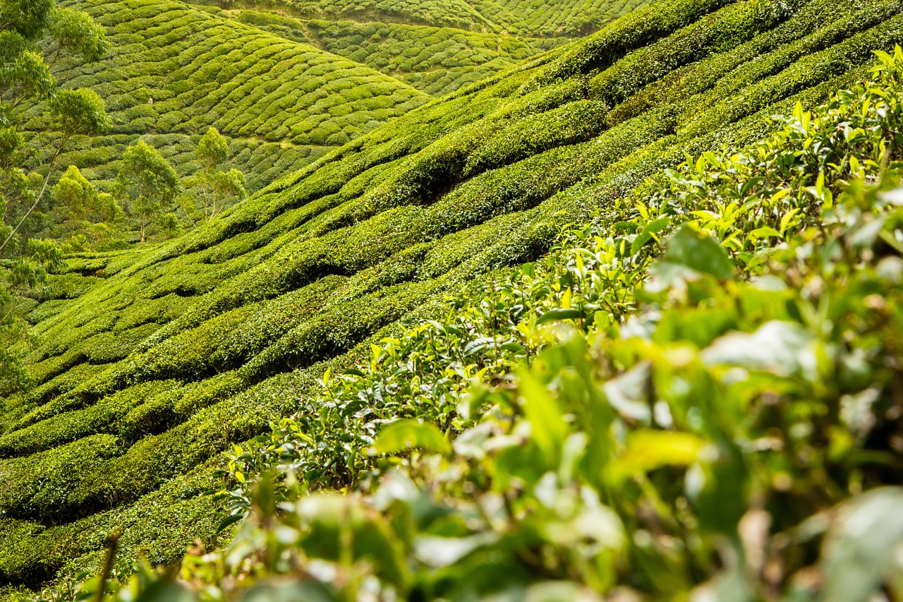 tea-leaves-139617_1280