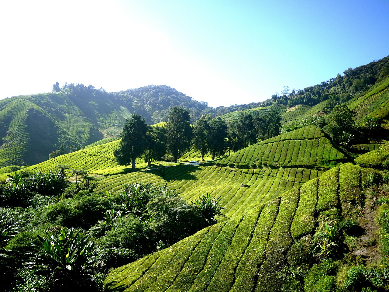tea-plantation-261515_1280